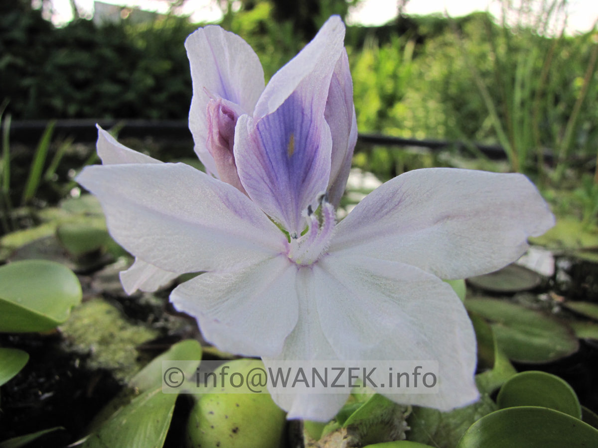 Eichhornia crassipes - Bluetenmacro.JPG